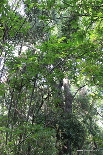 Ilice della Portella